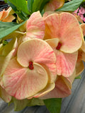 Rare “Vanilla Sky” Giant Bloom Crown of Thorns — New Thai Hybrid Euphorbia Milii