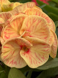 Euphorbia Milii Crown of Thorns TIGER PATTERN Coronas de Cristo