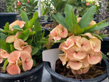 Rare “Vanilla Sky” Giant Bloom Crown of Thorns — New Thai Hybrid Euphorbia Milii