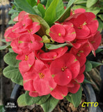 Euphorbia Milii TOP MILLIONAIRE (Yod Sethee) Crown of Thorns Corona de Cristo