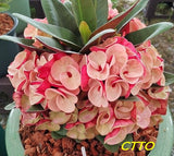 Euphorbia Milii JAN JAO Crown of Thorns  Corona de Cristo Thai Hybrid
