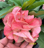 Euphorbia Milii Crown of Thorns "Mon Rak" Coronas de Cristo Thai Hybrid