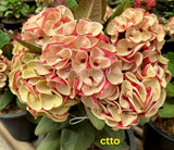 Euphorbia Milii JAN JAO Crown of Thorns  Corona de Cristo Thai Hybrid