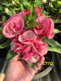Euphorbia Milii Crown of Thorns "Mon Rak" Coronas de Cristo Thai Hybrid