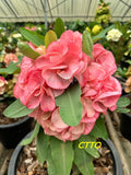 Euphorbia Milii Crown of Thorns "Mon Rak" Coronas de Cristo Thai Hybrid