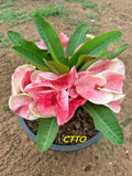 Euphorbia Milii Crown of Thorns "Mon Rak" Coronas de Cristo Thai Hybrid