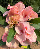 Euphorbia Milii Crown of Thorns "Mon Rak" Coronas de Cristo Thai Hybrid