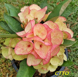 Euphorbia Milii Crown of Thorns "Mon Rak" Coronas de Cristo Thai Hybrid