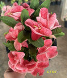 Euphorbia Milii Crown of Thorns "Mon Rak" Coronas de Cristo Thai Hybrid
