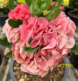 Euphorbia Milii Crown of Thorns "Mon Rak" Coronas de Cristo Thai Hybrid