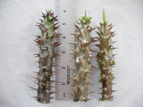 Euphorbia Milii MEE SAB Crown of Thorns Corona De Cristo Poysean Thai Hybrid