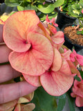 Rare “Vanilla Sky” Giant Bloom Crown of Thorns — New Thai Hybrid Euphorbia Milii