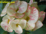 Euphorbia Milii ENDLESS LOVE Crown of Thorns Corona de Cristo Thai Hybrid