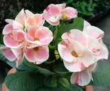Euphorbia MIlii RAINBOW DIAMONDS (Phet Si Roong) Crown of Thorns Corona de Cristo