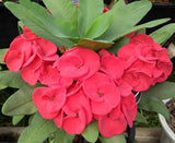 Euphorbia Milii LUCK SAP Crown of Thorns Corona De Cristo Thai Hybrid