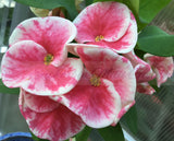 Euphorbia Milii BLESSING Crown Of Thorns  Corona de Cristo Cactus Succulents Tropicals