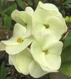 Euphorbia Milii BRIDAL WHITE Crown of Thorns Corona de Cristo Succulent