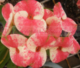 Euphorbia Milii MIDORI Crown of Thorns Corona De Cristo Poysean Thai Hybrid