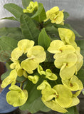 Euphorbia Milii 'Parisienne" Crown of Thorns Corona De Cristo Succulent