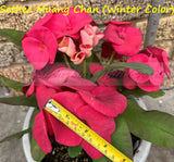 Euphorbia Milii SETHEE MUEANG CHAN Crown of Thorns Corona de Cristo Gigantic Flowers