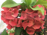 Euphorbia Milii DANCING QUEEN (POP CHOK) Crown of Thorns Corona De Cristo Succulent/Cactus