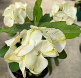 Fancy colored Crown of Thorns plant with green leaves in a white pot, featuring a semi-transparent 'Euphorbia Mini Garden' watermark across the center.