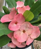 Euphorbia Milii SETHEE KOHN CAEN Crown of Thorns Corona de Cristo Giant Flowers