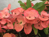 Euphorbia Milii SETHEE KOHN CAEN Crown of Thorns Corona de Cristo Giant Flowers