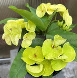 Euphorbia Milii 'Parisienne" Crown of Thorns Corona De Cristo Succulent