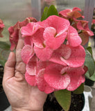 Euphorbia Milii DANCING QUEEN (POP CHOK) Crown of Thorns Corona De Cristo Succulent/Cactus