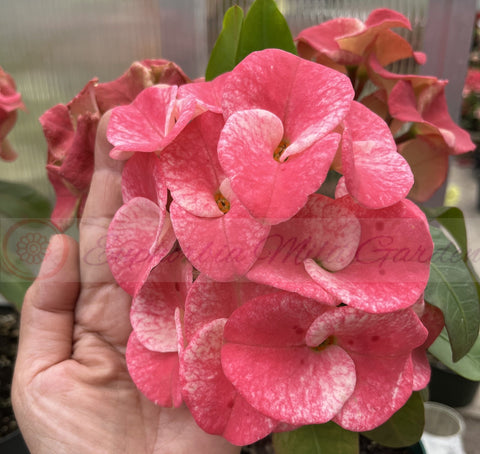 Euphorbia Milii DANCING QUEEN (POP CHOK) Crown of Thorns Corona De Cristo Succulent/Cactus