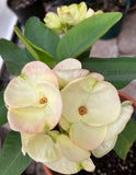Euphorbia Milii TWILIGHT WONDER Crown Of Thorns Thai Hybrid Corona de Cristo