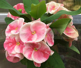 Euphorbia Milii BLESSING Crown Of Thorns  Corona de Cristo Cactus Succulents Tropicals