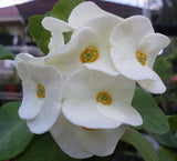 Euphorbia Milii BRIDAL WHITE Crown of Thorns Corona de Cristo Succulent