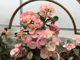 Crown of Thorns 'Angelique' Euphorbia Milii Corona de Cristo Cactus Plant