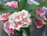 Euphorbia Milii BLESSING Crown Of Thorns  Corona de Cristo Cactus Succulents Tropicals