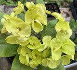 Euphorbia Milii 'Parisienne" Crown of Thorns Corona De Cristo Succulent