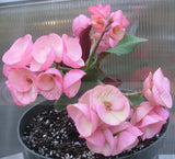 Crown of Thorns 'Angelique' Euphorbia Milii Corona de Cristo Cactus Plant