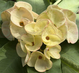 Euphorbia Milii TWILIGHT WONDER Crown Of Thorns Thai Hybrid Corona de Cristo