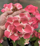 Euphorbia Milii DANCING QUEEN (POP CHOK) Crown of Thorns Corona De Cristo Succulent/Cactus