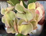Euphorbia Milii TEXAS GODDESS Crown of Thorns Corona de Cristo Plant