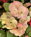 Euphorbia Milii GIANT WAT (Yak Wat Poh) Crown of Thorns Corona de Cristo Cactus/Succulents