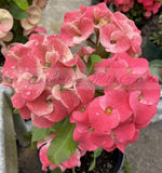 Euphorbia Milii DANCING QUEEN (POP CHOK) Crown of Thorns Corona De Cristo Succulent/Cactus