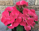 Euphorbia Milii DANCING QUEEN (POP CHOK) Crown of Thorns Corona De Cristo Succulent/Cactus