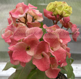 Euphorbia Milii DANCING QUEEN (POP CHOK) Crown of Thorns Corona De Cristo Succulent/Cactus