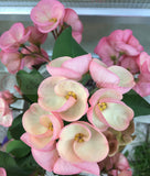 Crown of Thorns 'Angelique' Euphorbia Milii Corona de Cristo Cactus Plant