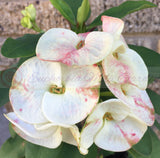 Close-up of a  Euphorbia milii with white and pinkish-red variegation, surrounded by green leaves.