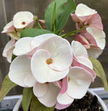 Euphorbia Milii TEXAS GODDESS Crown of Thorns Corona de Cristo Plant