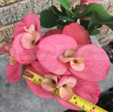 Euphorbia Milii SETHEE KOHN CAEN Crown of Thorns Corona de Cristo Giant Flowers