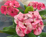 Euphorbia Milii MIDORI Crown of Thorns